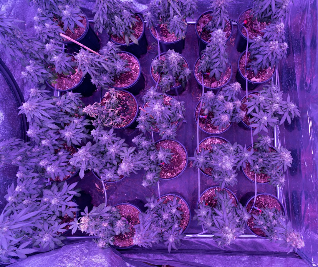 Visual illustration for budget vs premium Monotub-Aufbau: Steriles Substrat & Inkubationskontrolle